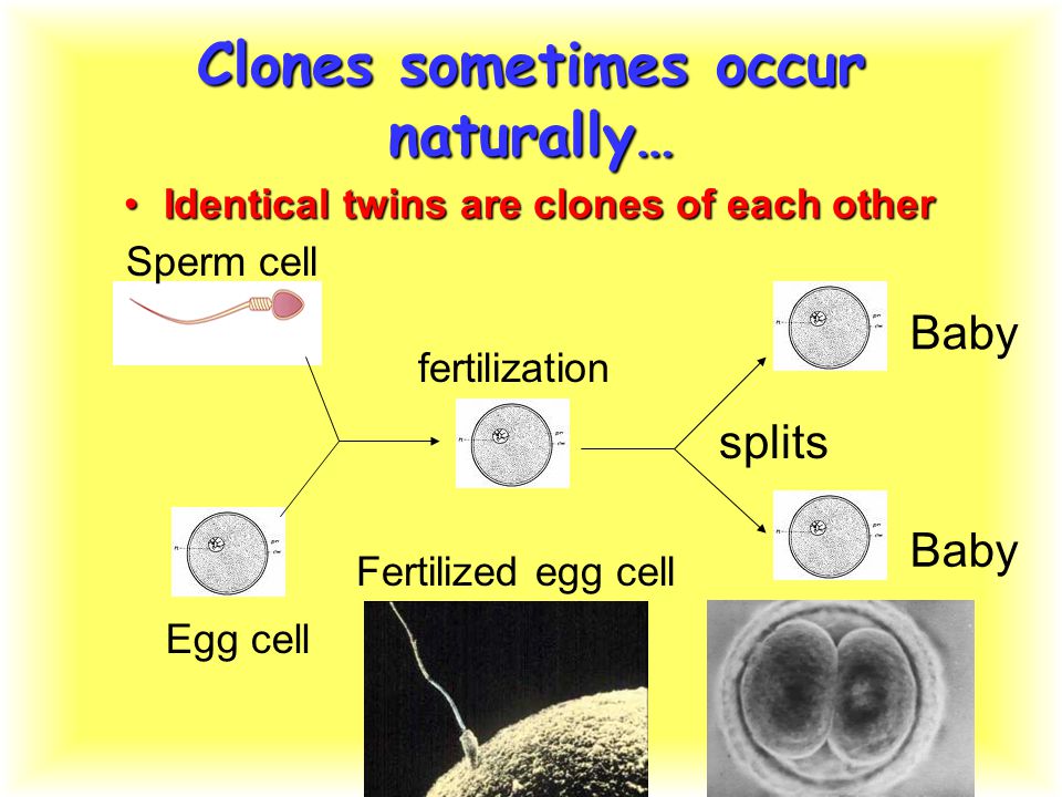 Clones sometimes occur naturally… Identical twins are clones of each otherIdentical twins are clones of each other fertilization Fertilized egg cell splits Sperm cell Egg cell Baby