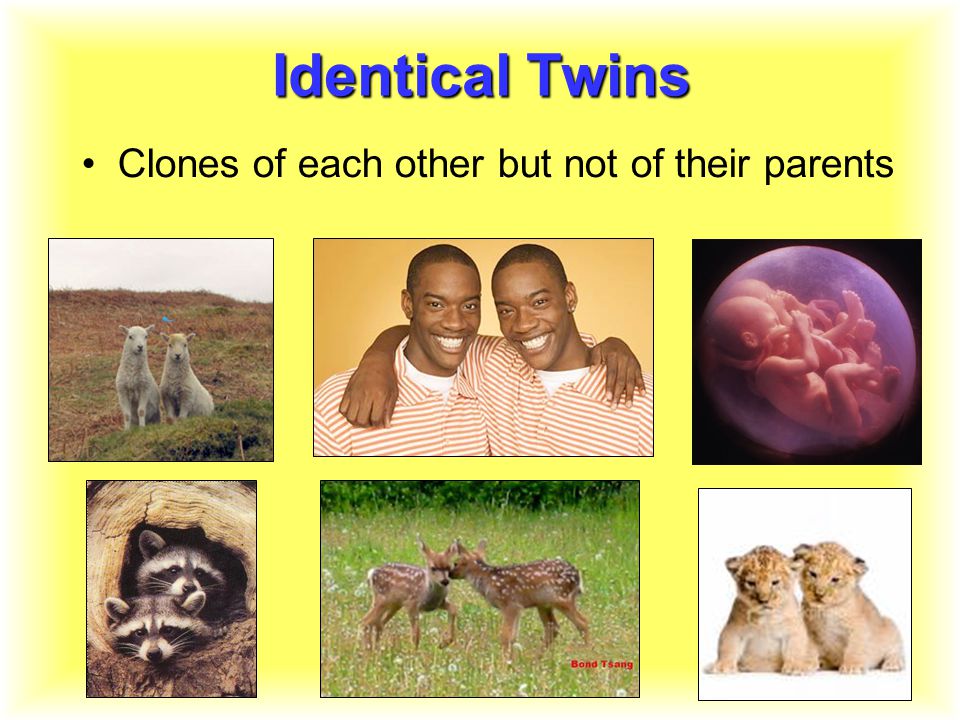 Identical Twins Clones of each other but not of their parents