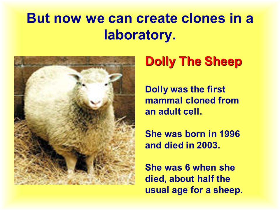 Dolly The Sheep Dolly was the first mammal cloned from an adult cell.