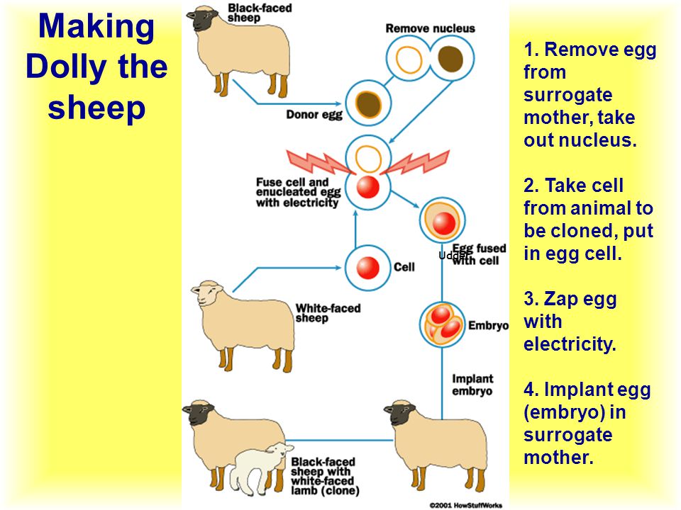 Udder Making Dolly the sheep 1. Remove egg from surrogate mother, take out nucleus.