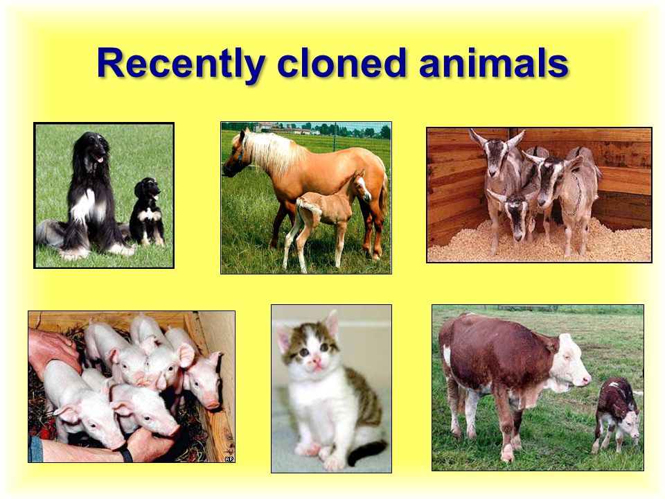 Recently cloned animals