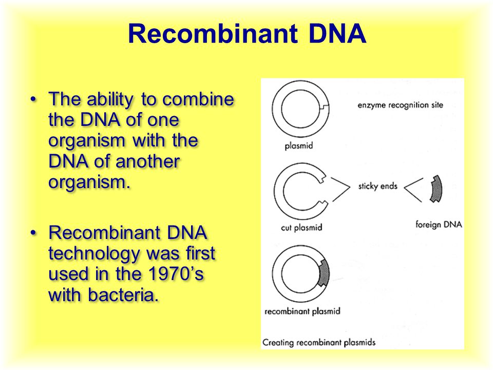 Recombinant DNA The ability to combine the DNA of one organism with the DNA of another organism.