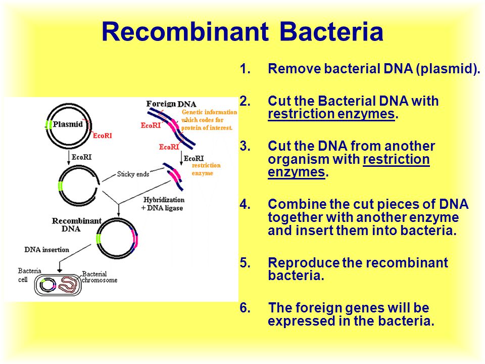Recombinant Bacteria 1.Remove bacterial DNA (plasmid).