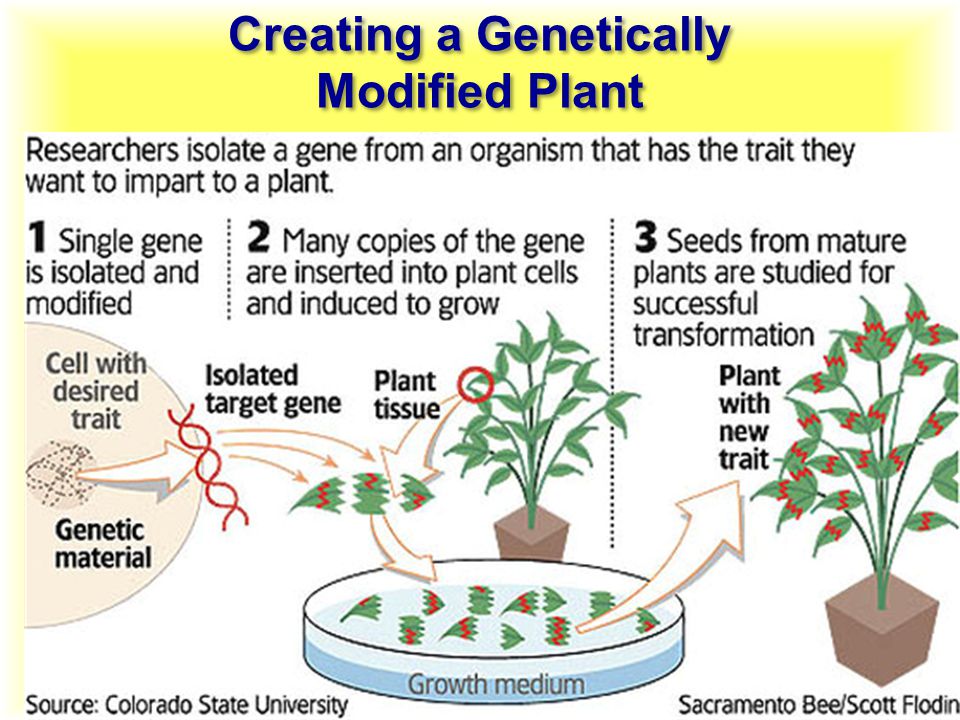 Creating a Genetically Modified Plant