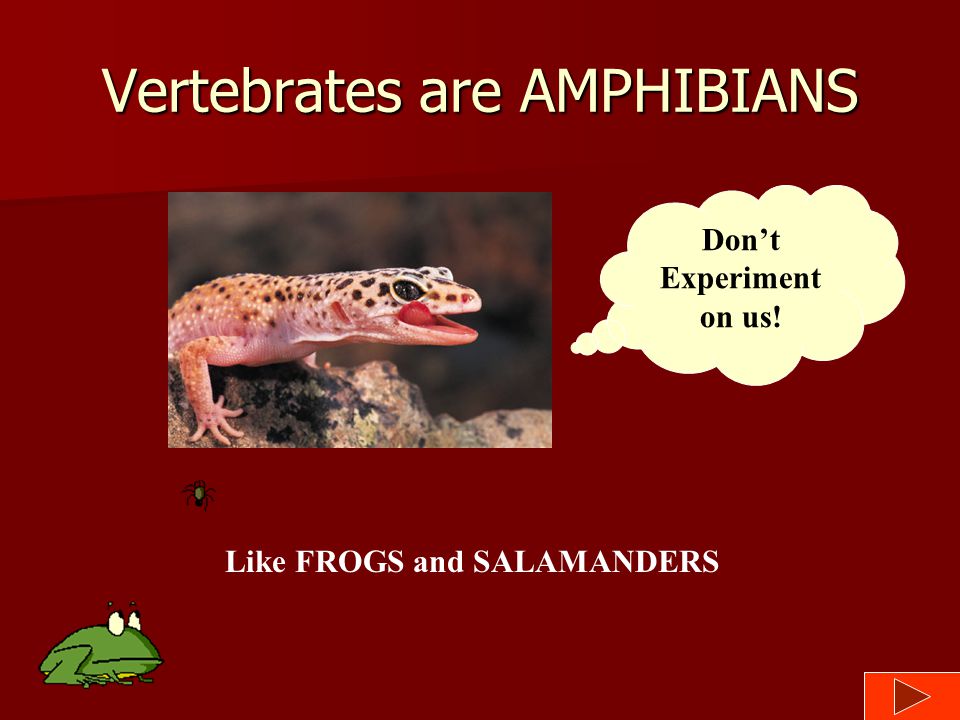 Vertebrates are REPTILES Like…… Snakes Snakes Lizards Lizards Turtles Turtles Don’t Experiment on us!