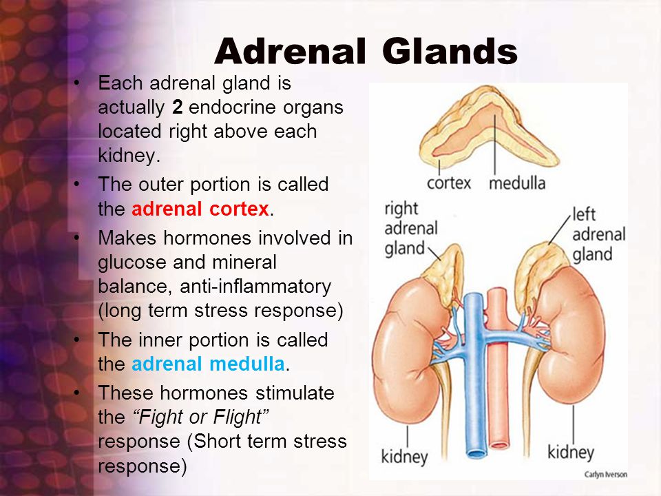 Adrenal success para que se utiliza