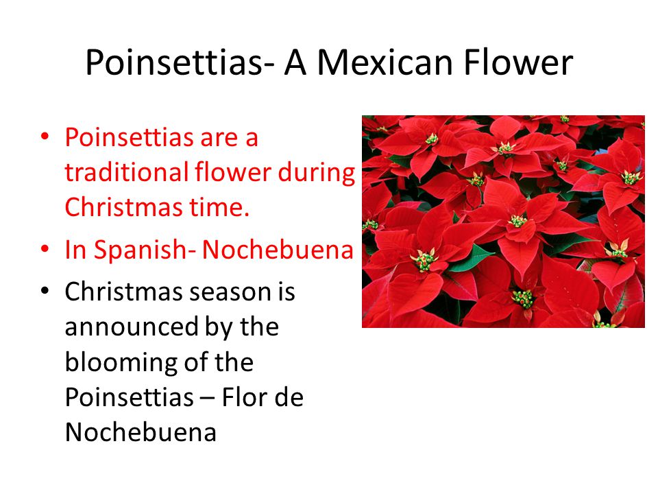 Poinsettias- A Mexican Flower Poinsettias are a traditional flower during Christmas time.