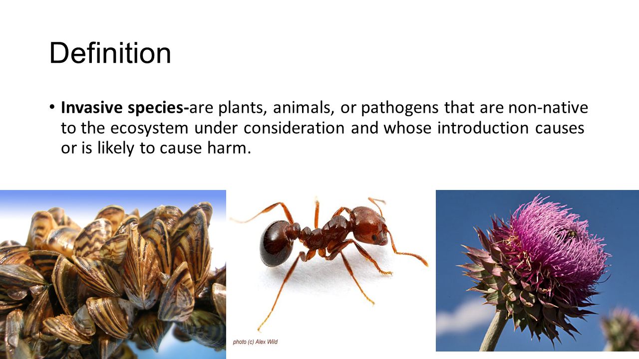 Invasive Species. What are native species? Native species are those that  normally live and thrive in a particular community. They occupy specific  habitats. - ppt download
