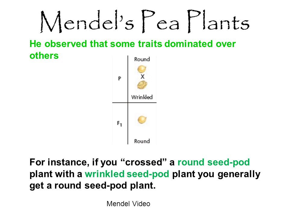 Mendel’s Pea Plants He observed that some traits dominated over others For instance, if you crossed a round seed-pod plant with a wrinkled seed-pod plant you generally get a round seed-pod plant.