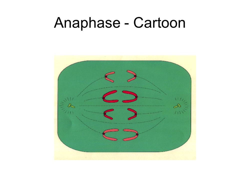 Anaphase - Cartoon