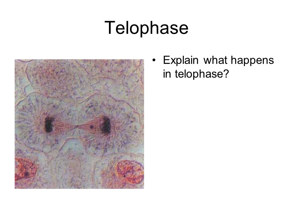 Telophase Explain what happens in telophase