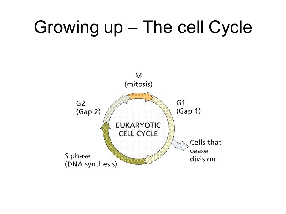 Growing up – The cell Cycle