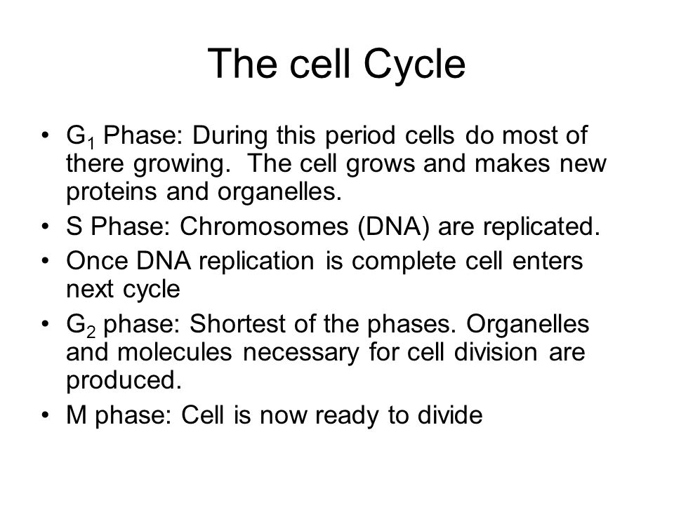 The cell Cycle G 1 Phase: During this period cells do most of there growing.
