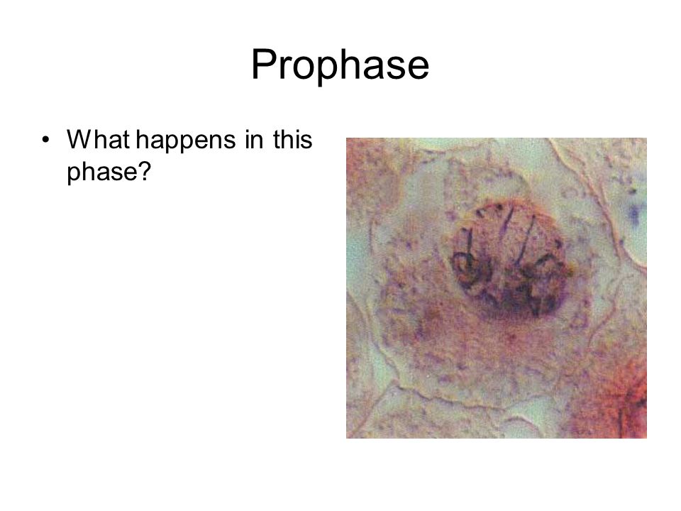 Prophase What happens in this phase