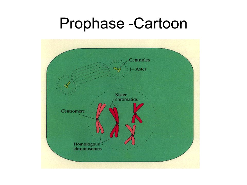 Prophase -Cartoon