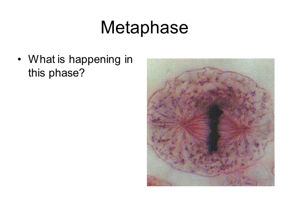 Metaphase What is happening in this phase