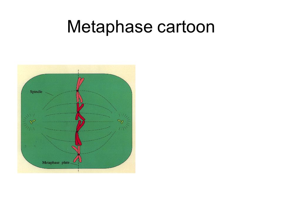 Metaphase cartoon