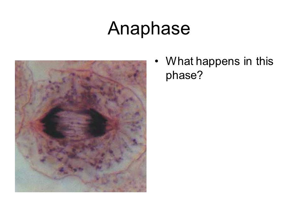 Anaphase What happens in this phase