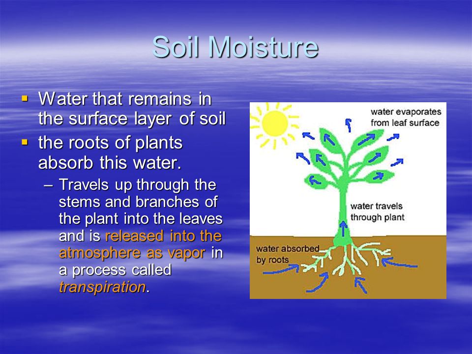 Soil Moisture  Water that remains in the surface layer of soil  the roots of plants absorb this water.