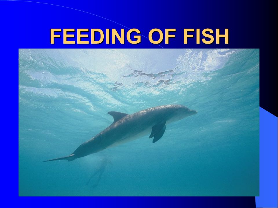 FEEDING OF FISH B-According to environment: 1-Warm water fish: Tilapia & Carp 2-Cold water fish: Rainbow trout C-Accord to water: 1-Fresh-water fish 2-Marine fish