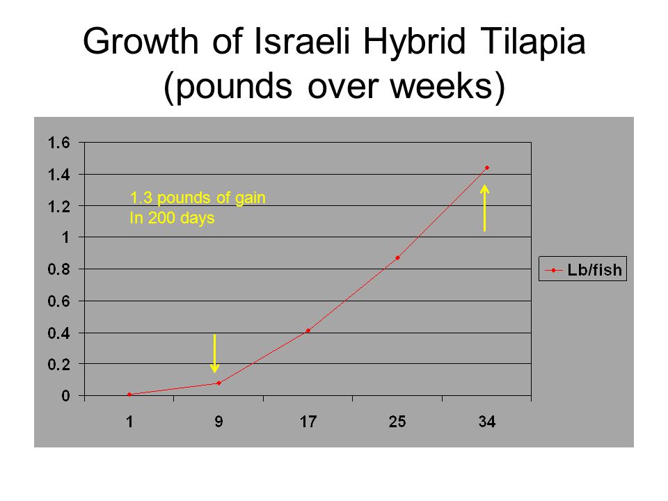 Growth of Israeli Hybrid Tilapia (pounds over weeks) 1.3 pounds of gain In 200 days