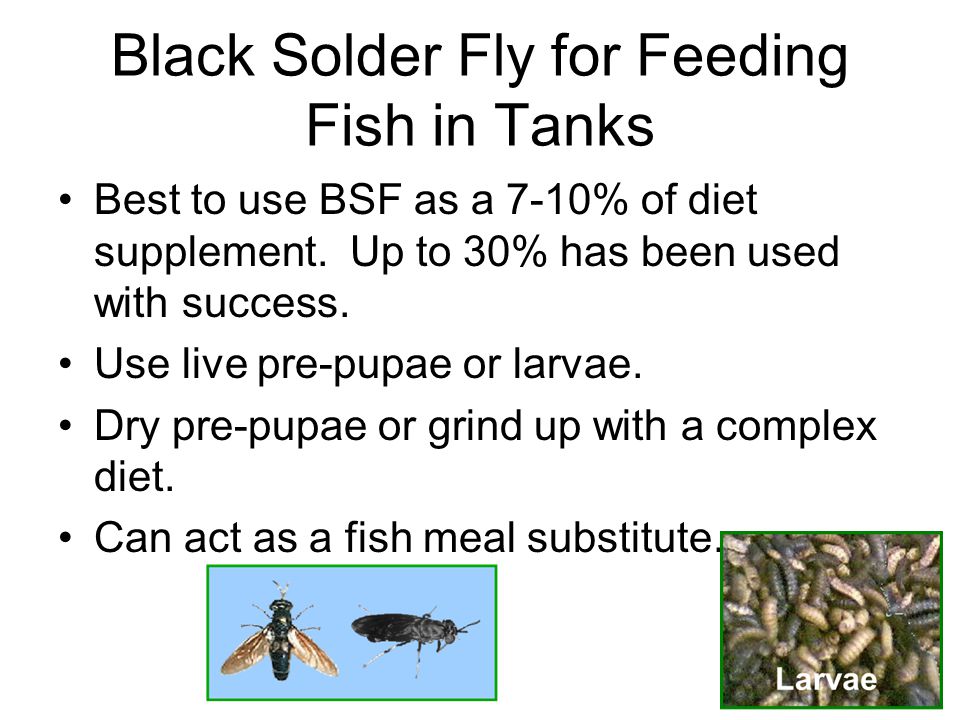 Black Solder Fly for Feeding Fish in Tanks Best to use BSF as a 7-10% of diet supplement.