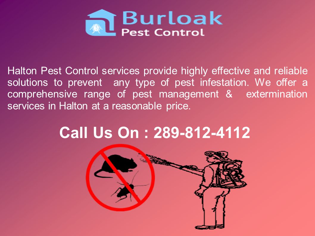 Halton Pest Control services provide highly effective and reliable solutions to prevent any type of pest infestation.