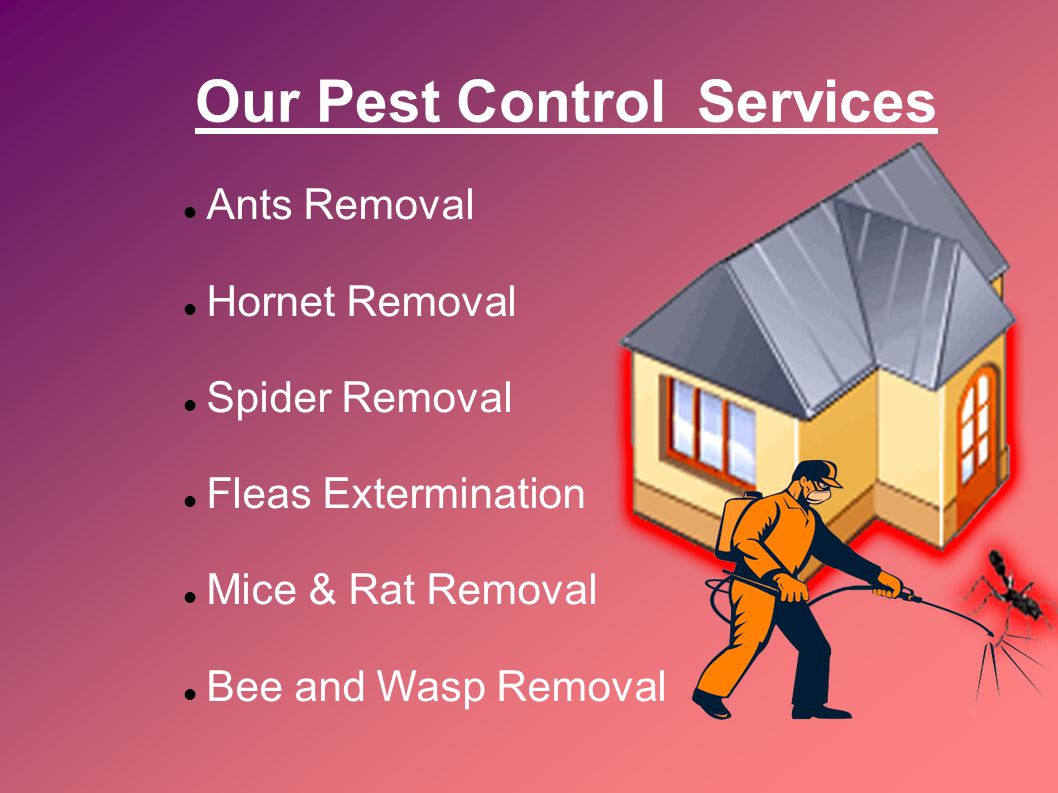 Our Pest Control Services Ants Removal Hornet Removal Spider Removal Fleas Extermination Mice & Rat Removal Bee and Wasp Removal