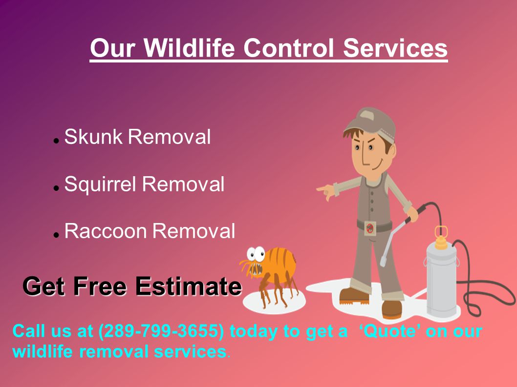 Our Wildlife Control Services Skunk Removal Squirrel Removal Raccoon Removal Call us at ( ) today to get a ‘Quote’ on our wildlife removal services.