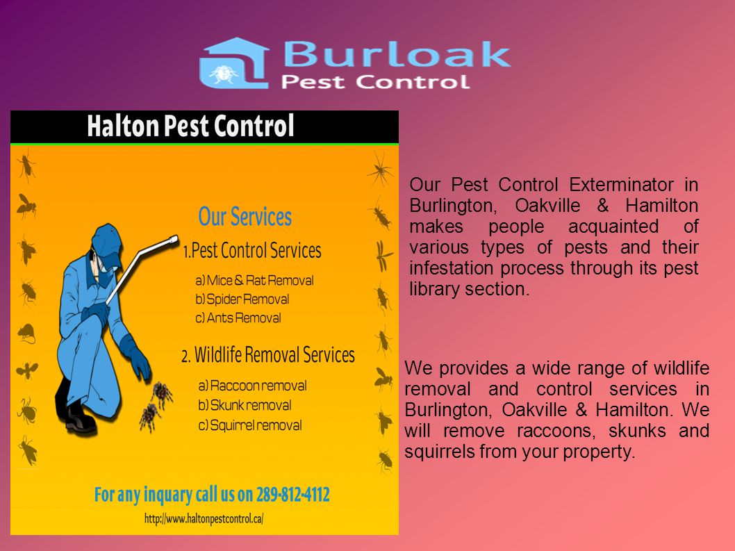 Our Pest Control Exterminator in Burlington, Oakville & Hamilton makes people acquainted of various types of pests and their infestation process through its pest library section.