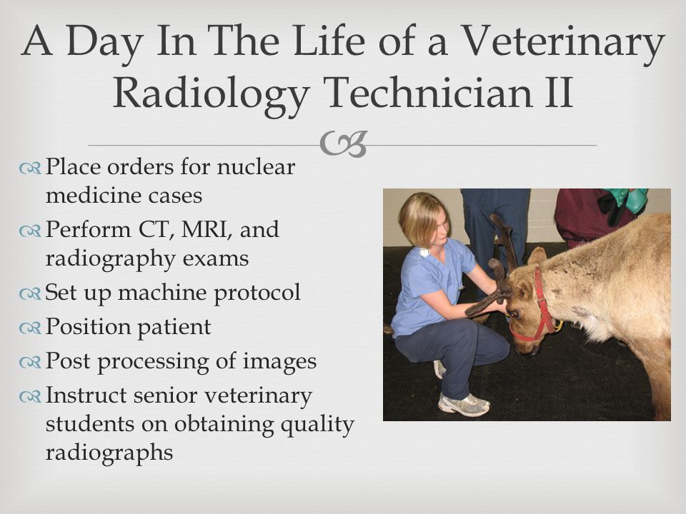   Place orders for nuclear medicine cases  Perform CT, MRI, and radiography exams  Set up machine protocol  Position patient  Post processing of images  Instruct senior veterinary students on obtaining quality radiographs A Day In The Life of a Veterinary Radiology Technician II
