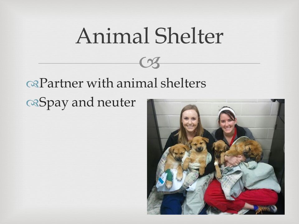  Animal Shelter  Partner with animal shelters  Spay and neuter