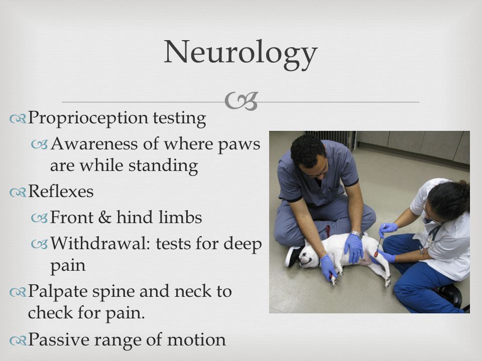   Proprioception testing  Awareness of where paws are while standing  Reflexes  Front & hind limbs  Withdrawal: tests for deep pain  Palpate spine and neck to check for pain.