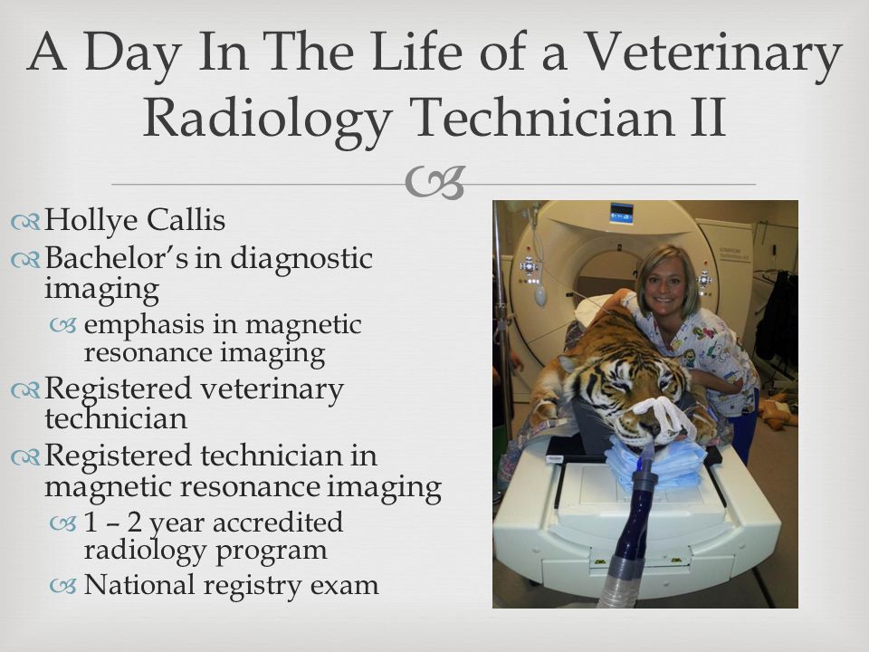   Hollye Callis  Bachelor’s in diagnostic imaging  emphasis in magnetic resonance imaging  Registered veterinary technician  Registered technician in magnetic resonance imaging  1 – 2 year accredited radiology program  National registry exam A Day In The Life of a Veterinary Radiology Technician II