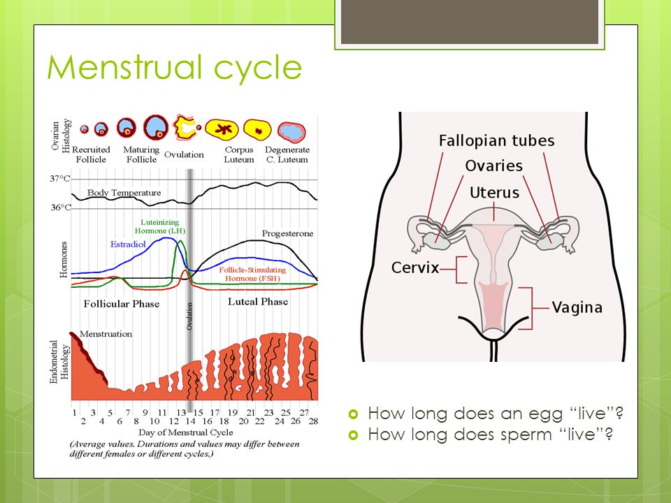 Menstrual cycle  How long does an egg live  How long does sperm live