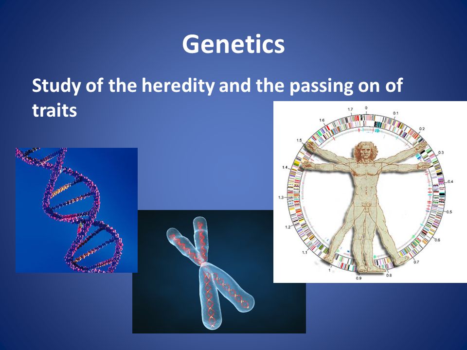 Genetics Study of the heredity and the passing on of traits