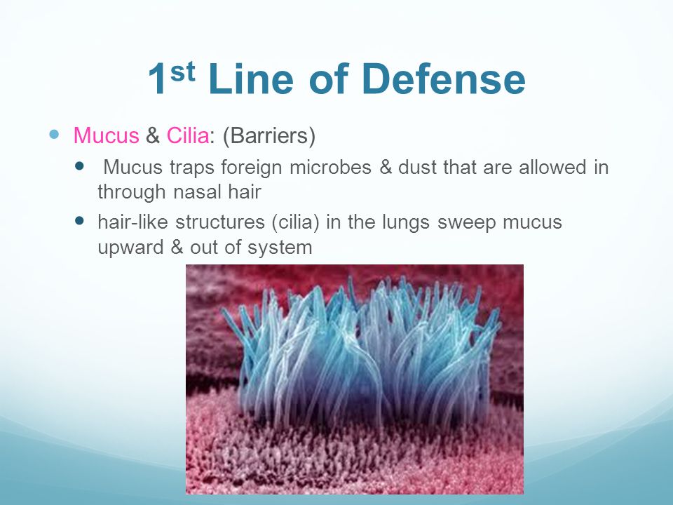 Immune System Biologymarch 2014 Ms Boehm What Is The Immune