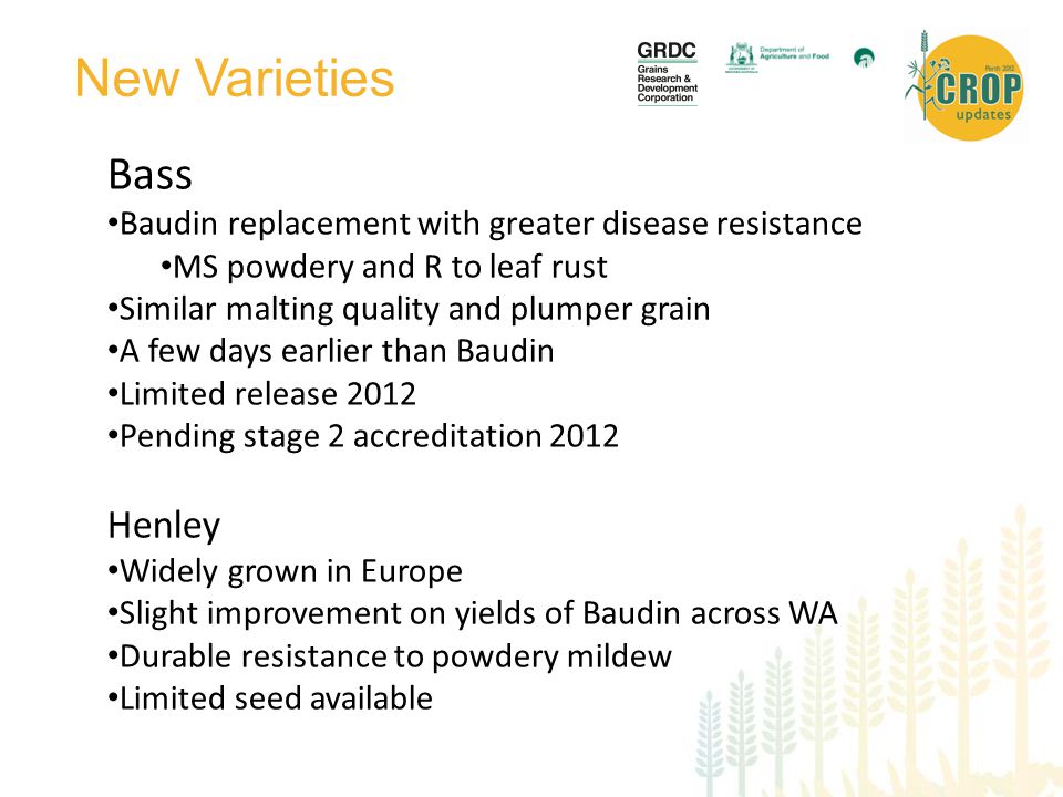 New Varieties Bass Baudin replacement with greater disease resistance MS powdery and R to leaf rust Similar malting quality and plumper grain A few days earlier than Baudin Limited release 2012 Pending stage 2 accreditation 2012 Henley Widely grown in Europe Slight improvement on yields of Baudin across WA Durable resistance to powdery mildew Limited seed available