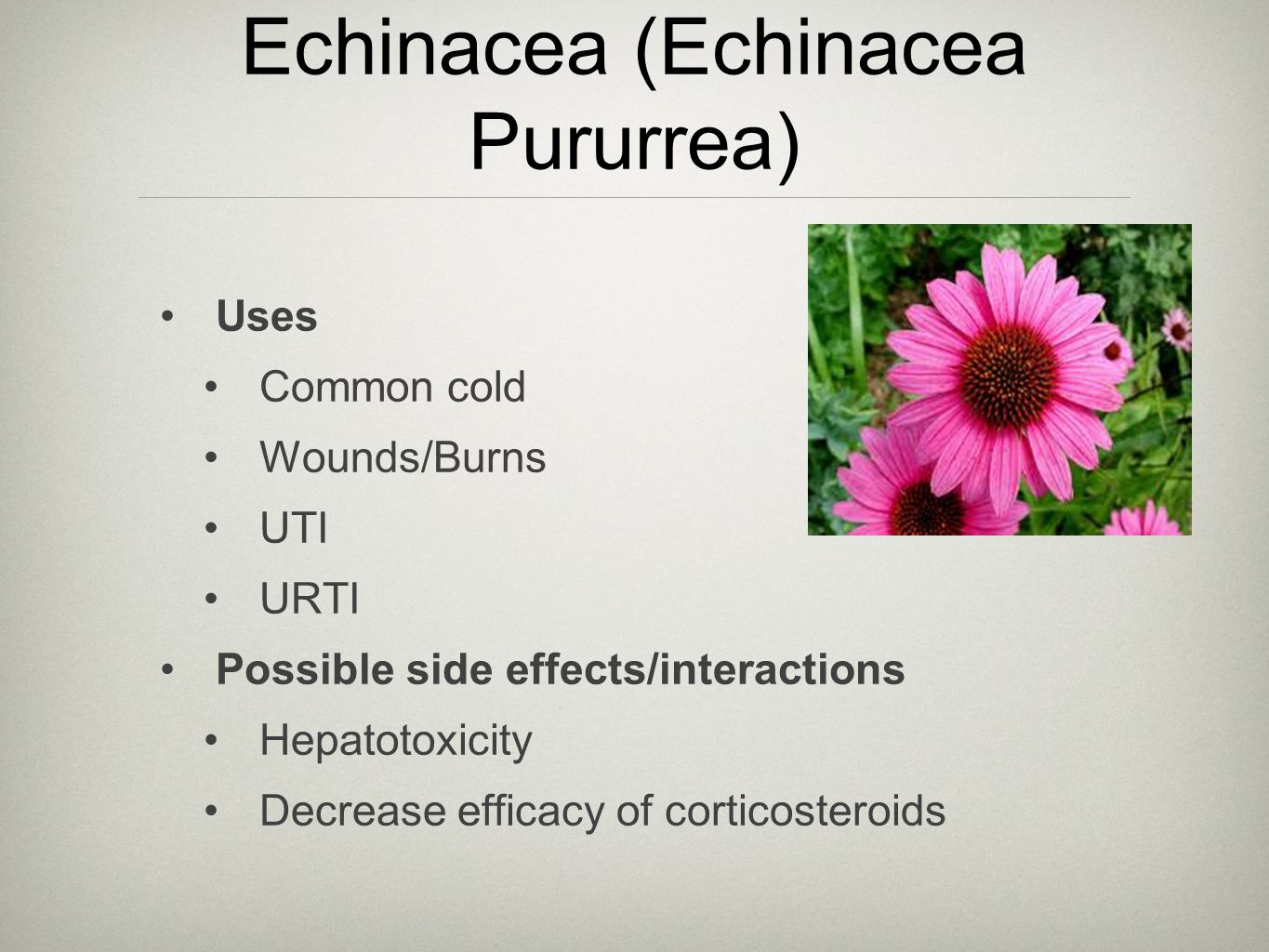 echinacea hipertónia