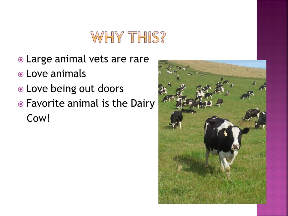  Large animal vets are rare  Love animals  Love being out doors  Favorite animal is the Dairy Cow!