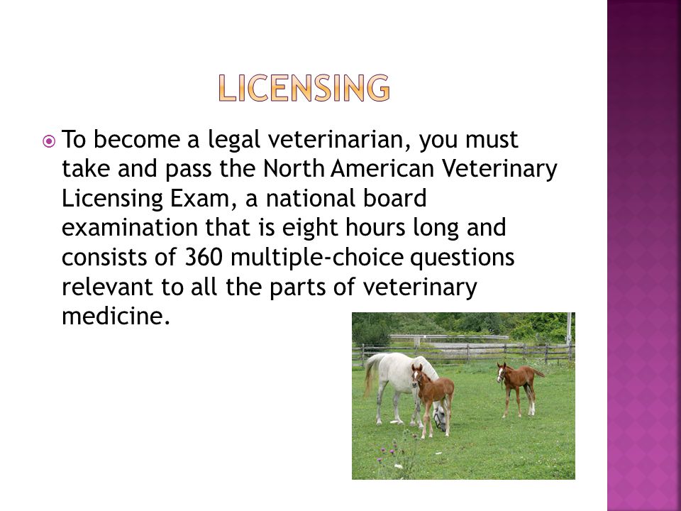  To become a legal veterinarian, you must take and pass the North American Veterinary Licensing Exam, a national board examination that is eight hours long and consists of 360 multiple-choice questions relevant to all the parts of veterinary medicine.