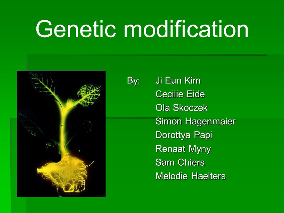 Genetic modification By: Ji Eun Kim Cecilie Eide Ola Skoczek Simon Hagenmaier Dorottya Papi Renaat Myny Sam Chiers Melodie Haelters