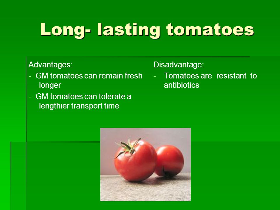 Long- lasting tomatoes Long- lasting tomatoes Advantages: - GM tomatoes can remain fresh longer - GM tomatoes can tolerate a lengthier transport time Disadvantage: - -Tomatoes are resistant to antibiotics