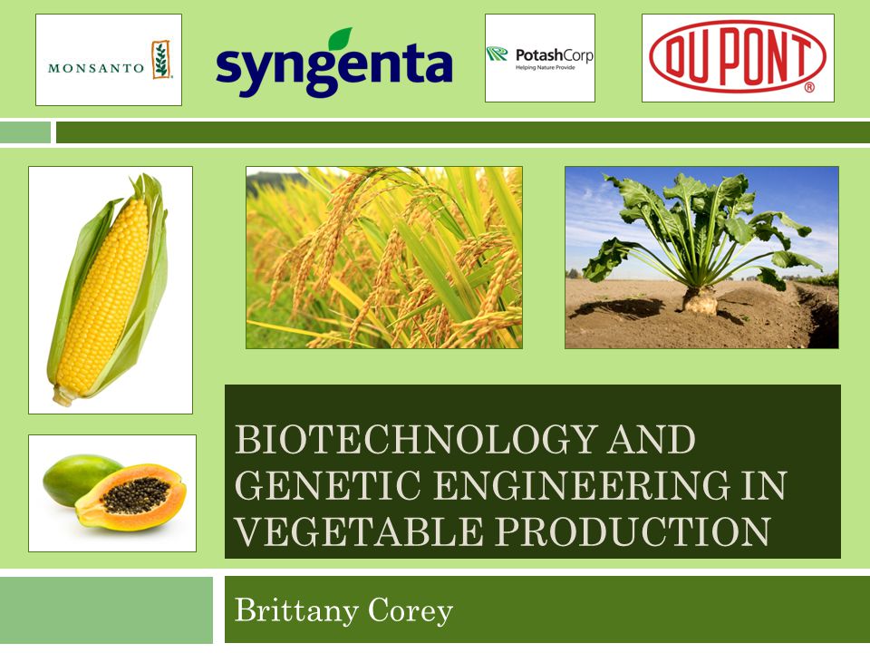 BIOTECHNOLOGY AND GENETIC ENGINEERING IN VEGETABLE PRODUCTION Brittany Corey