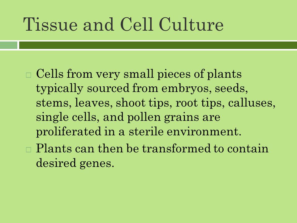 Tissue and Cell Culture  Cells from very small pieces of plants typically sourced from embryos, seeds, stems, leaves, shoot tips, root tips, calluses, single cells, and pollen grains are proliferated in a sterile environment.