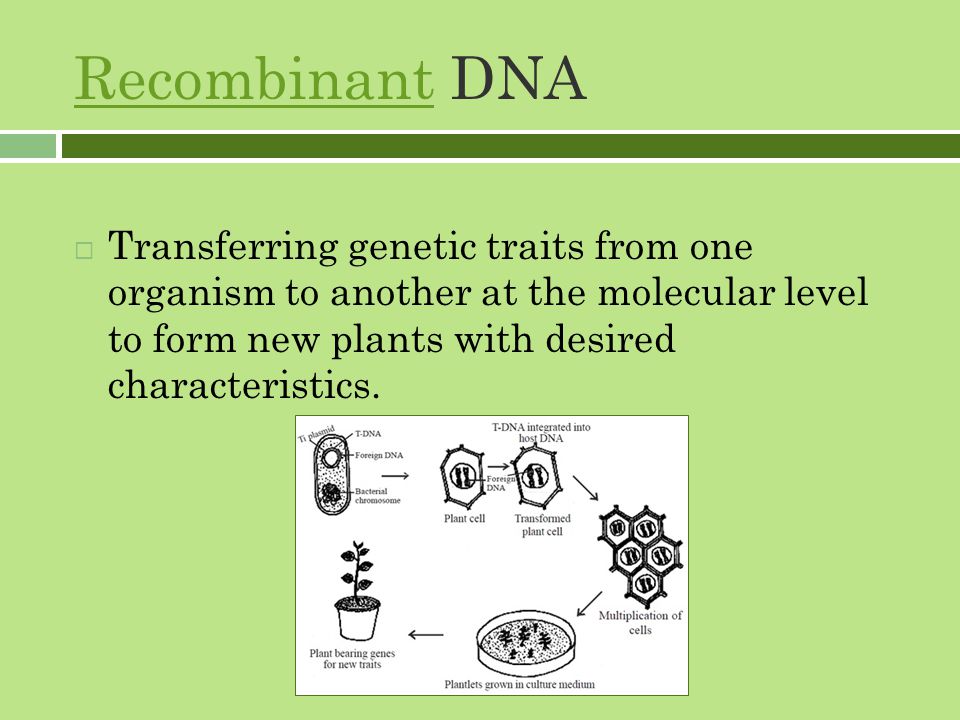 RecombinantRecombinant DNA  Transferring genetic traits from one organism to another at the molecular level to form new plants with desired characteristics.