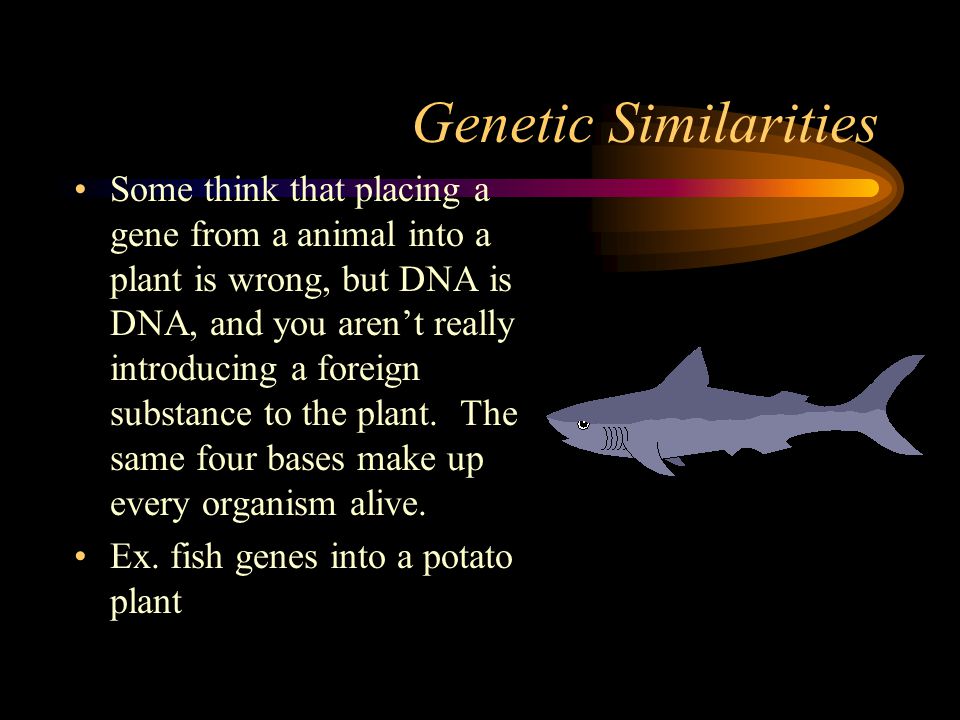 Genetic Similarities Some think that placing a gene from a animal into a plant is wrong, but DNA is DNA, and you aren’t really introducing a foreign substance to the plant.