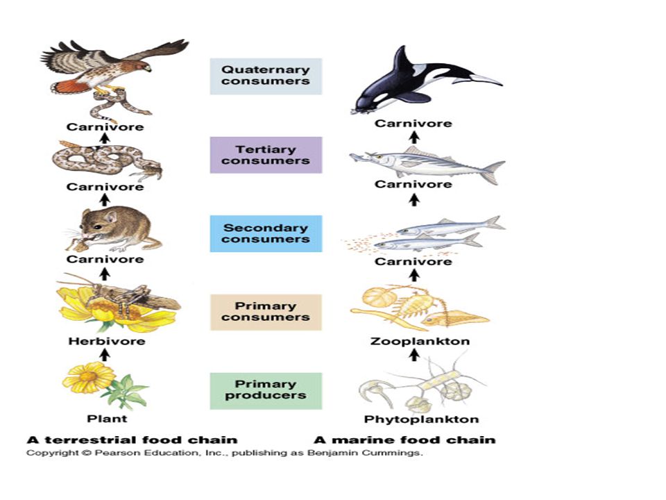 Food Chain & Food Web A food chain shows HOW each living thing gets its  food. A food web consists of several food chains A food web = multiple food  chains. -