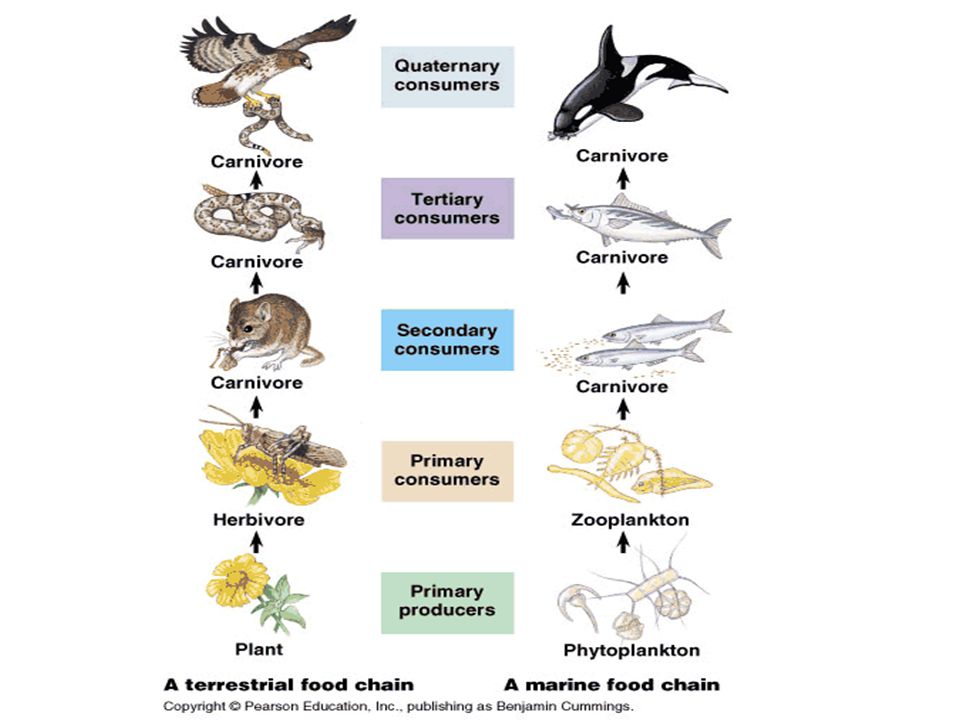 Food Chain & Food Web A food chain shows HOW each living thing gets its  food. A food web consists of several food chains A food web = multiple food  chains. -