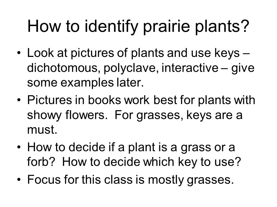 How to identify prairie plants.